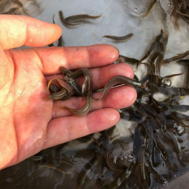 江苏台湾泥鳅苗活体养殖泥鳅苗放生宠物鱼鳄龟饲料小泥鳅苗