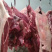 驴肉上市