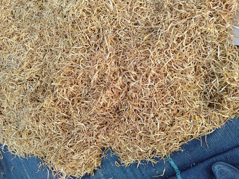 大量推出特价黄花，量大从优。