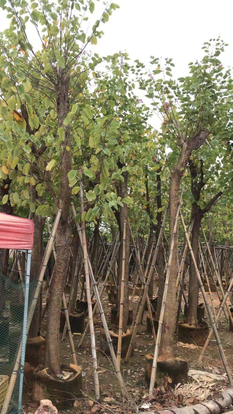市政苗木红花紫荆苗5至15公分