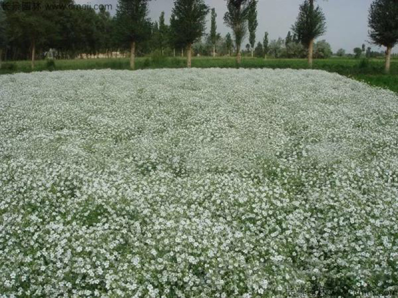 满天星种子花海种子批发包邮支持线上交易