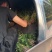 玛莎丽红薯苗、玛莎丽地瓜苗、玛莎丽薯苗、玛莎丽、红薯苗、