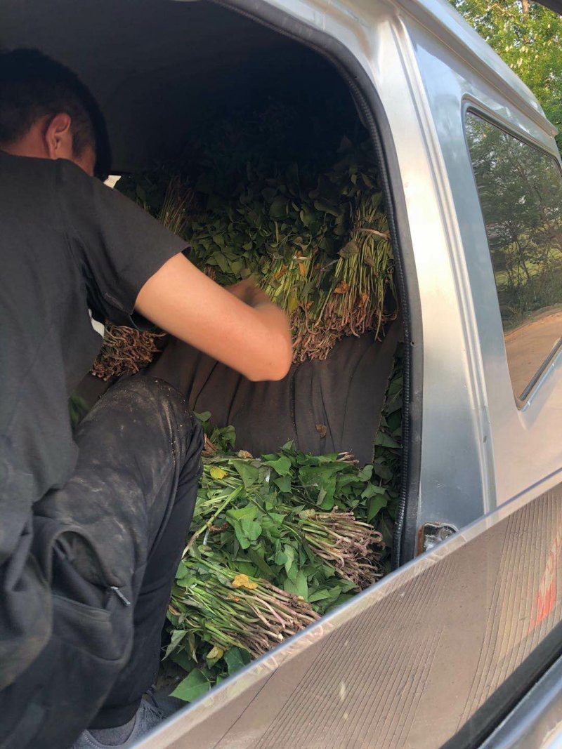 玛莎丽红薯苗、玛莎丽地瓜苗、玛莎丽薯苗、玛莎丽、红薯苗、