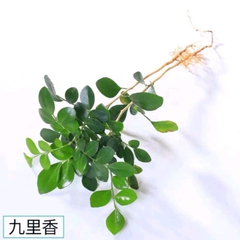 九里香盆栽万里香树苗当年开花香气庭院绿化苗木四季开花九里