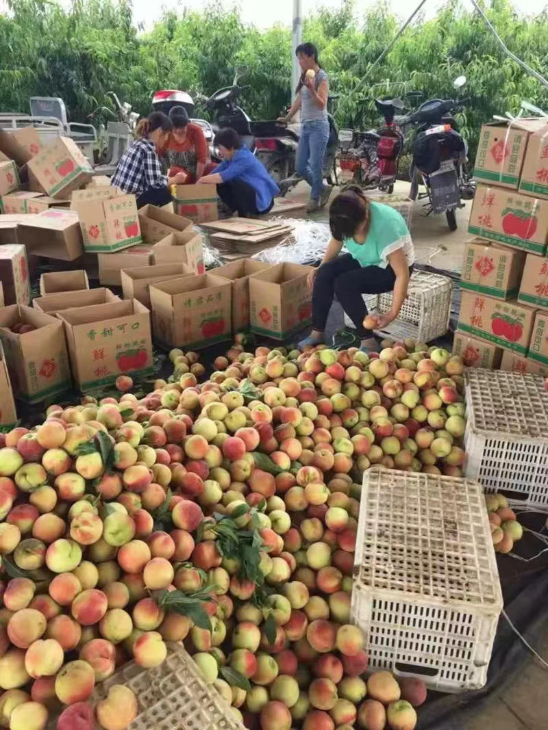 大量露天518曙光中油油桃上市