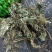 青天葵产地直销量大从优一手货源