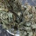 青天葵产地直销量大从优一手货源