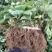 颗奶油草莓苗四季结果盆栽地栽种植庭院阳台包成