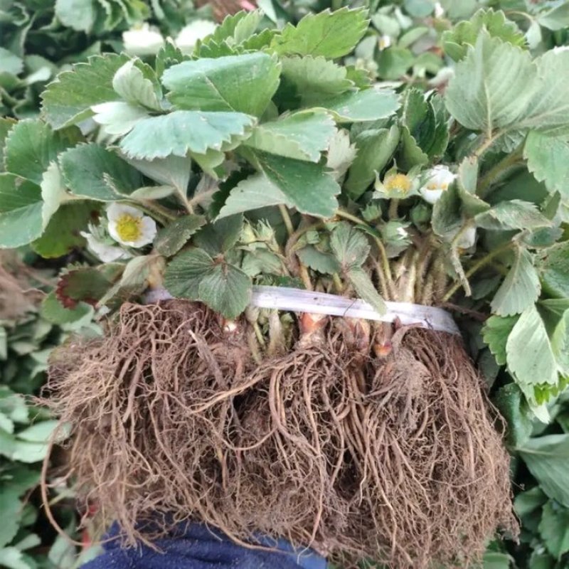 颗奶油草莓苗四季结果盆栽地栽种植庭院阳台包成