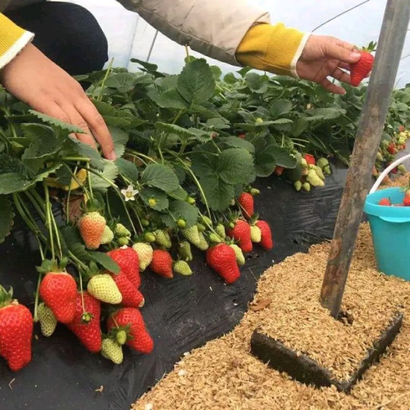 颗奶油草莓苗四季结果盆栽地栽种植庭院阳台包成