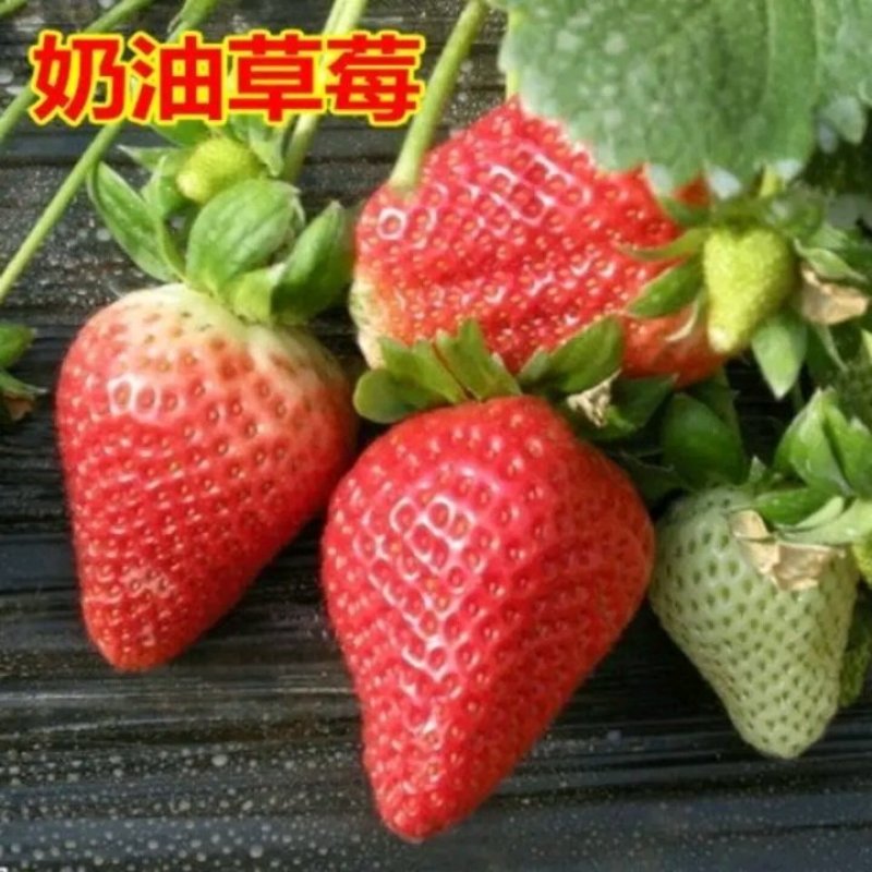 颗奶油草莓苗四季结果盆栽地栽种植庭院阳台包成