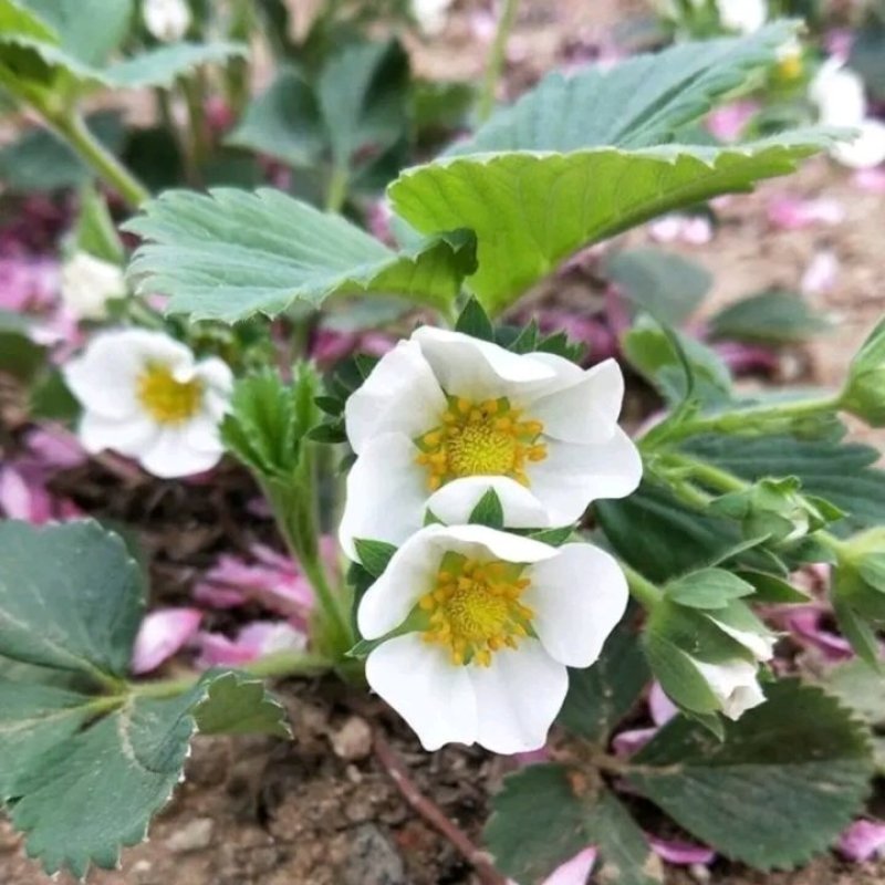 颗奶油草莓苗四季结果盆栽地栽种植庭院阳台包成