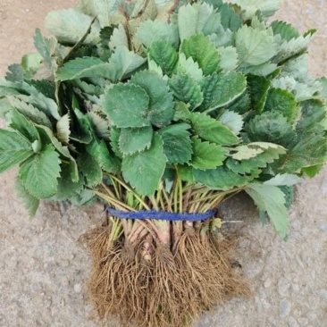 颗奶油草莓苗四季结果盆栽地栽种植庭院阳台包成