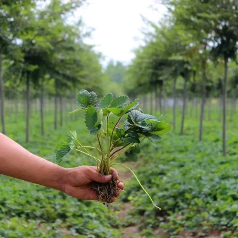 颗奶油草莓苗四季结果盆栽地栽种植庭院阳台包成