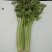 西芹50cm以上