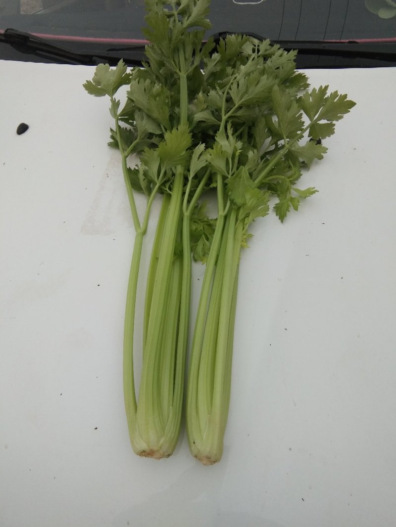 西芹50cm以上