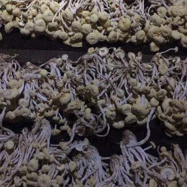 茶树菇