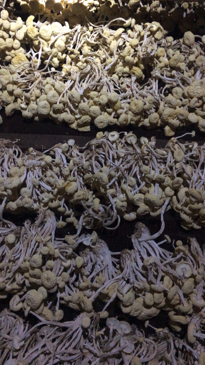 茶树菇