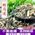 野马追产地直销量大从优一手货源