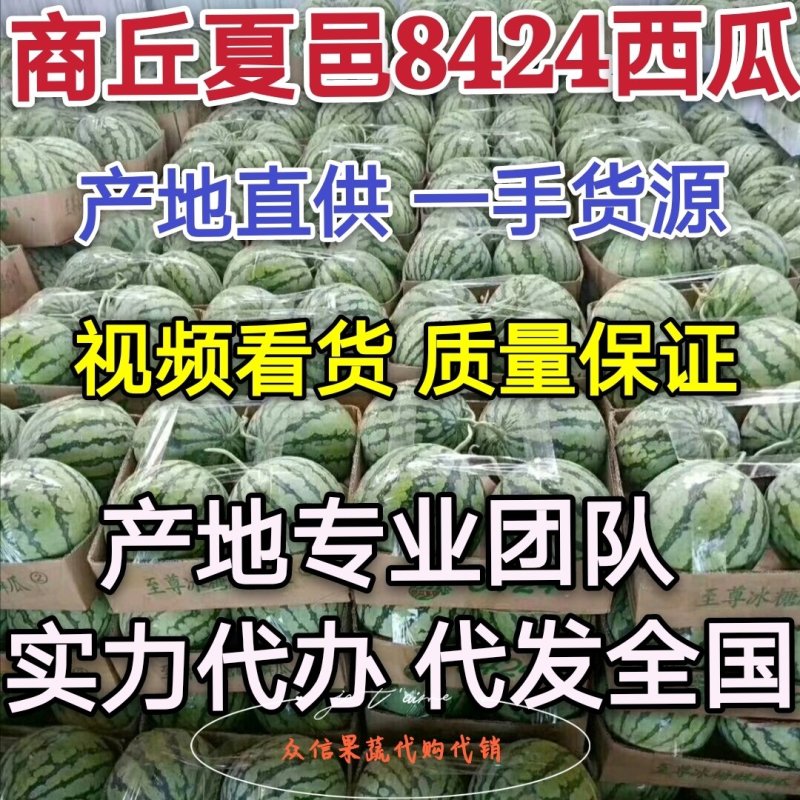 精选商丘夏邑县麒麟西瓜，头茬无籽包熟包甜包退