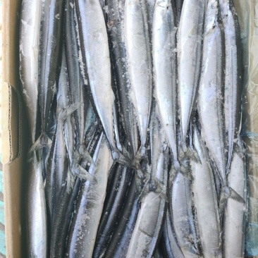 秋刀鱼深海秋刀鱼新鲜冷冻秋刀鱼海鲜水产烧烤