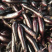 攀枝花米易茄子米易茄子价格美丽品质好