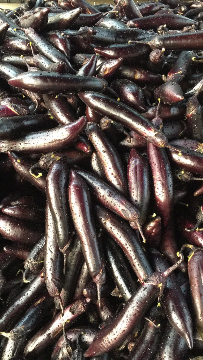 攀枝花米易茄子米易茄子价格美丽品质好