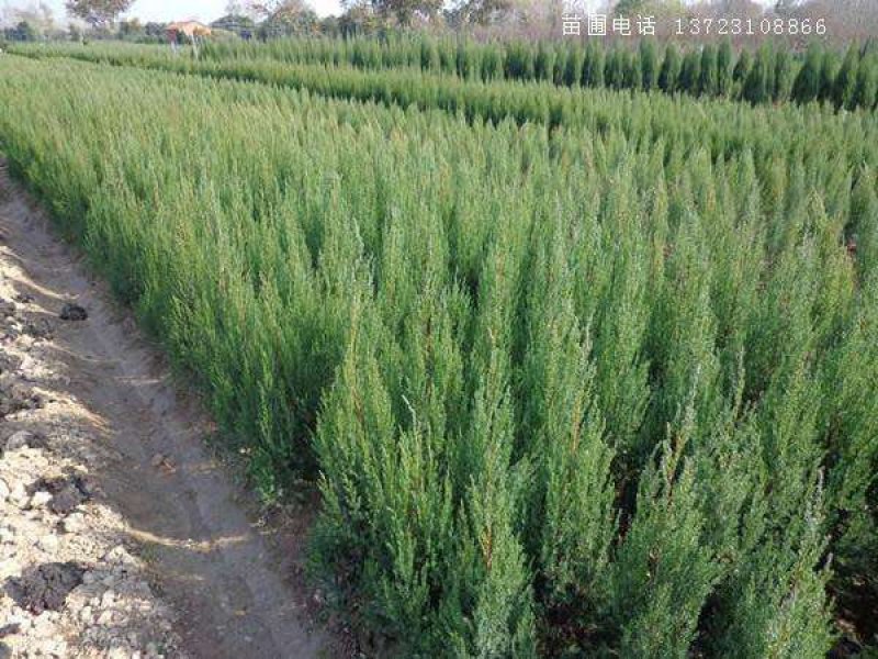 刺柏，1.5米至2米刺柏，刺柏，刺柏，刺柏