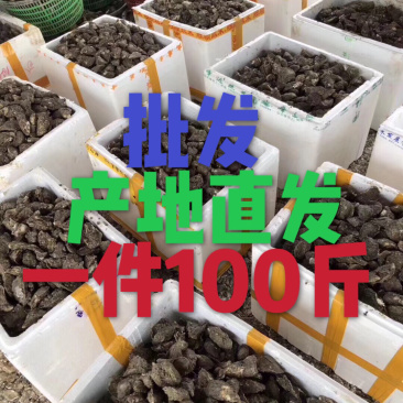 广东湛江生蚝乳山生蚝牡蛎肉海蛎子福建蚝台山蚝烧烤批发