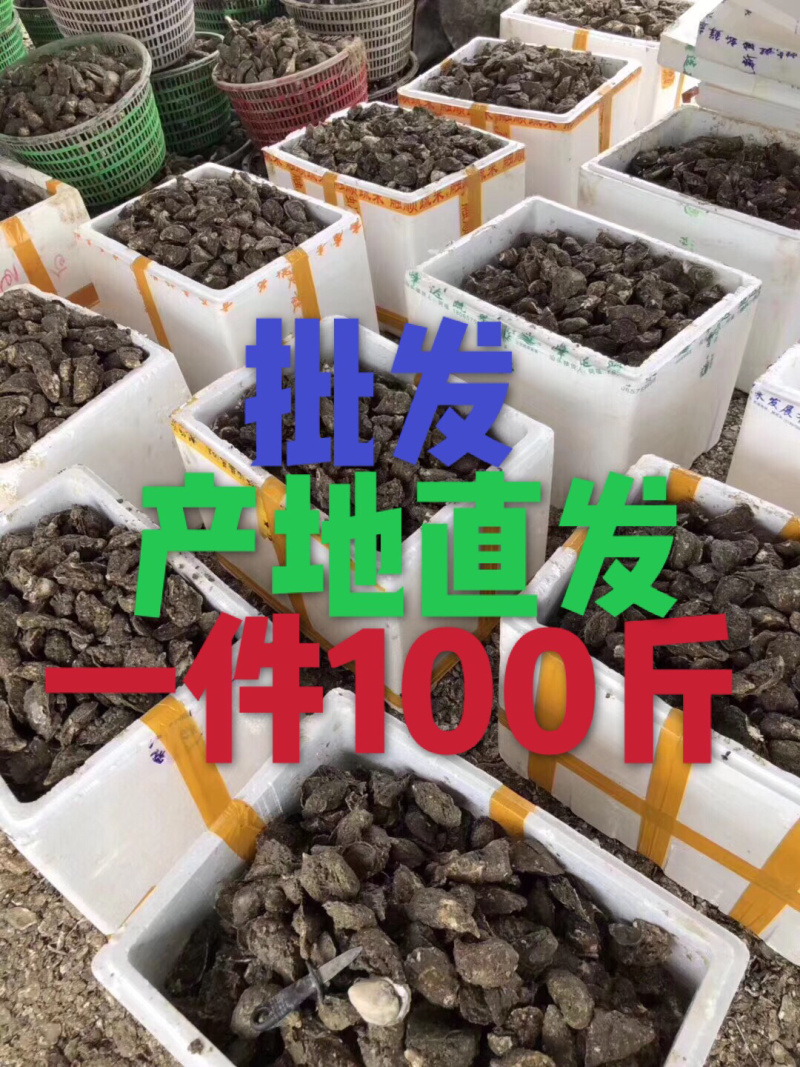 广东湛江生蚝乳山生蚝牡蛎肉海蛎子福建蚝台山蚝烧烤批发