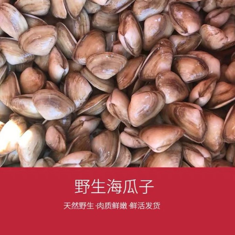 海瓜子白瓜子鲜活海瓜子海沙子新鲜海鲜小蛤蜊