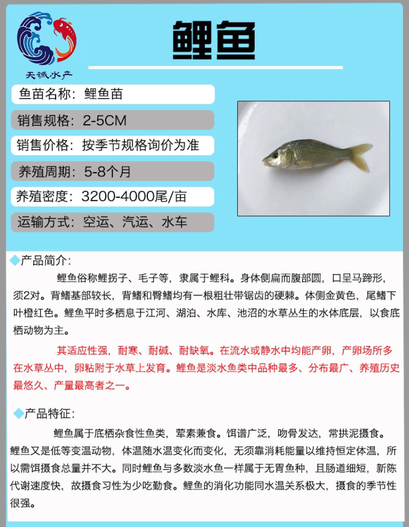 广东优质鲤鱼苗建鲤鱼苗鲤鱼水花优质快大产地直供