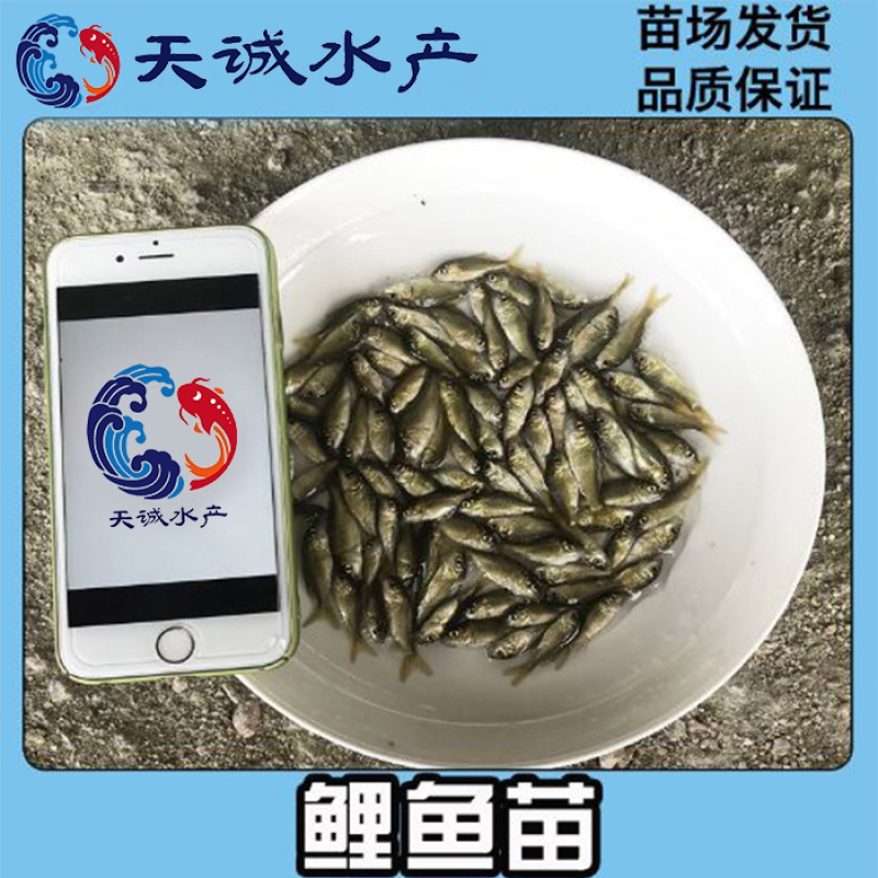 广东优质鲤鱼苗建鲤鱼苗鲤鱼水花优质快大产地直供