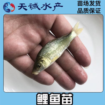 广东优质鲤鱼苗建鲤鱼苗鲤鱼水花优质快大产地直供