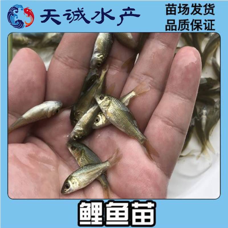 广东优质鲤鱼苗建鲤鱼苗鲤鱼水花优质快大产地直供