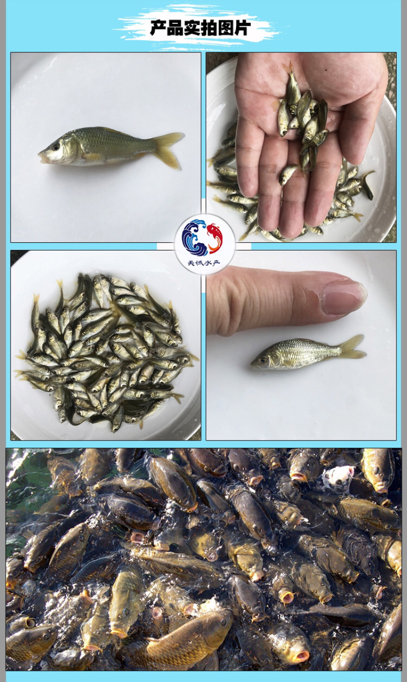 广东优质鲤鱼苗建鲤鱼苗鲤鱼水花优质快大产地直供