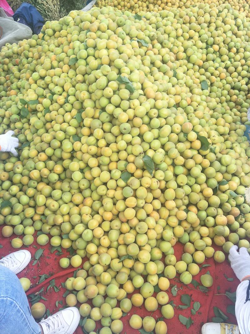 山西运城夏县陆地成熟的金太阳杏，一手货源，产地