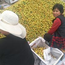 山西运城夏县陆地成熟的金太阳杏，一手货源，产地