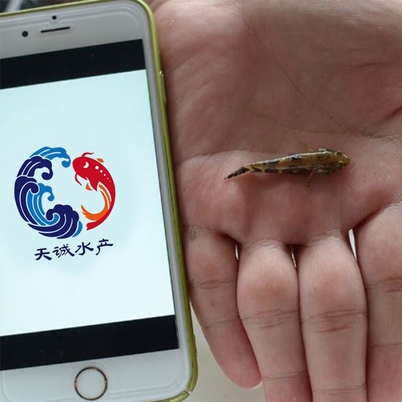 广东笋壳鱼苗竹壳鱼苗沙塘鳢鱼苗泰笋鱼苗杂交笋壳鱼苗
