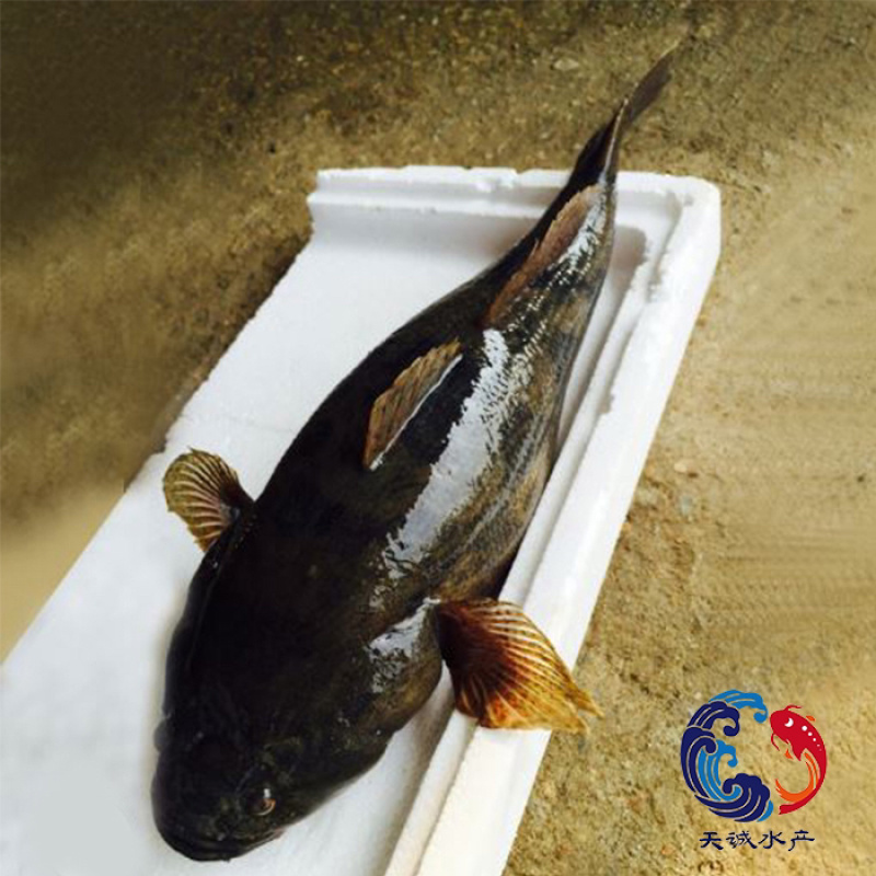 广东笋壳鱼苗竹壳鱼苗沙塘鳢鱼苗泰笋鱼苗杂交笋壳鱼苗