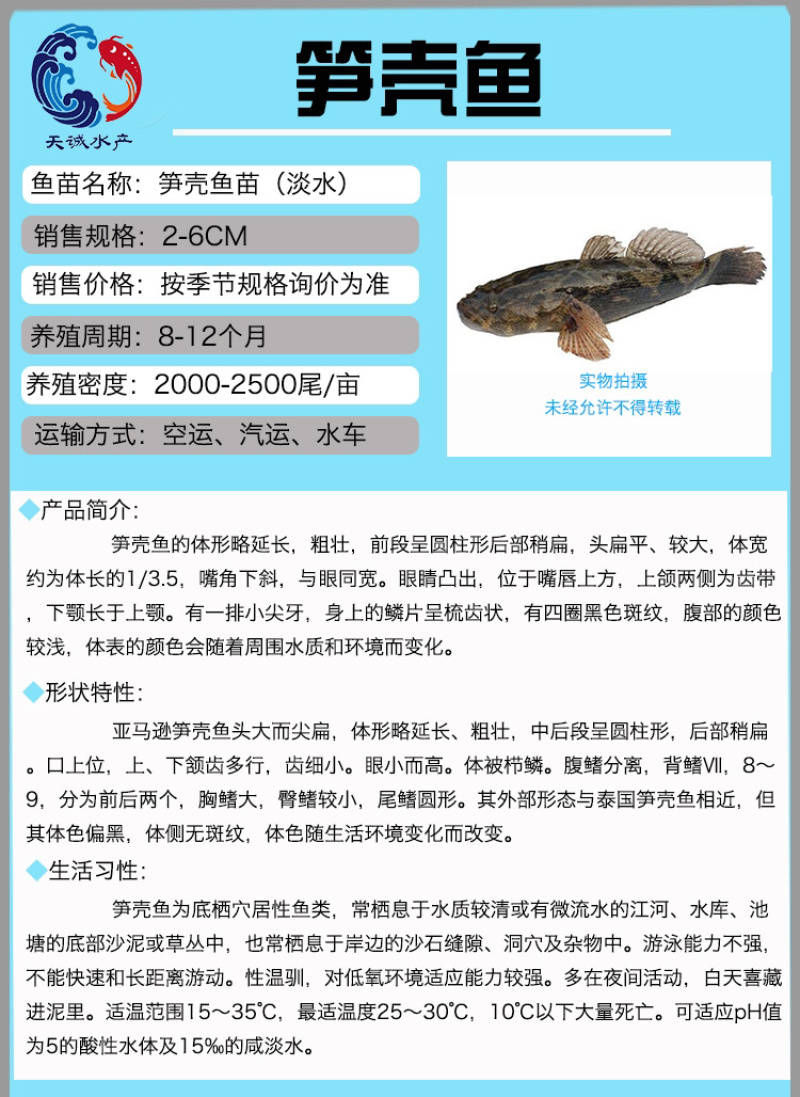 广东笋壳鱼苗竹壳鱼苗沙塘鳢鱼苗泰笋鱼苗杂交笋壳鱼苗