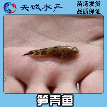 广东笋壳鱼苗竹壳鱼苗沙塘鳢鱼苗泰笋鱼苗杂交笋壳鱼苗