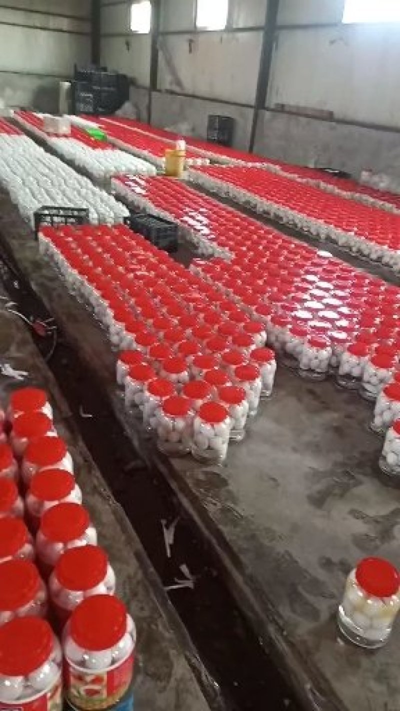 白洋淀散养桶装大鹅蛋