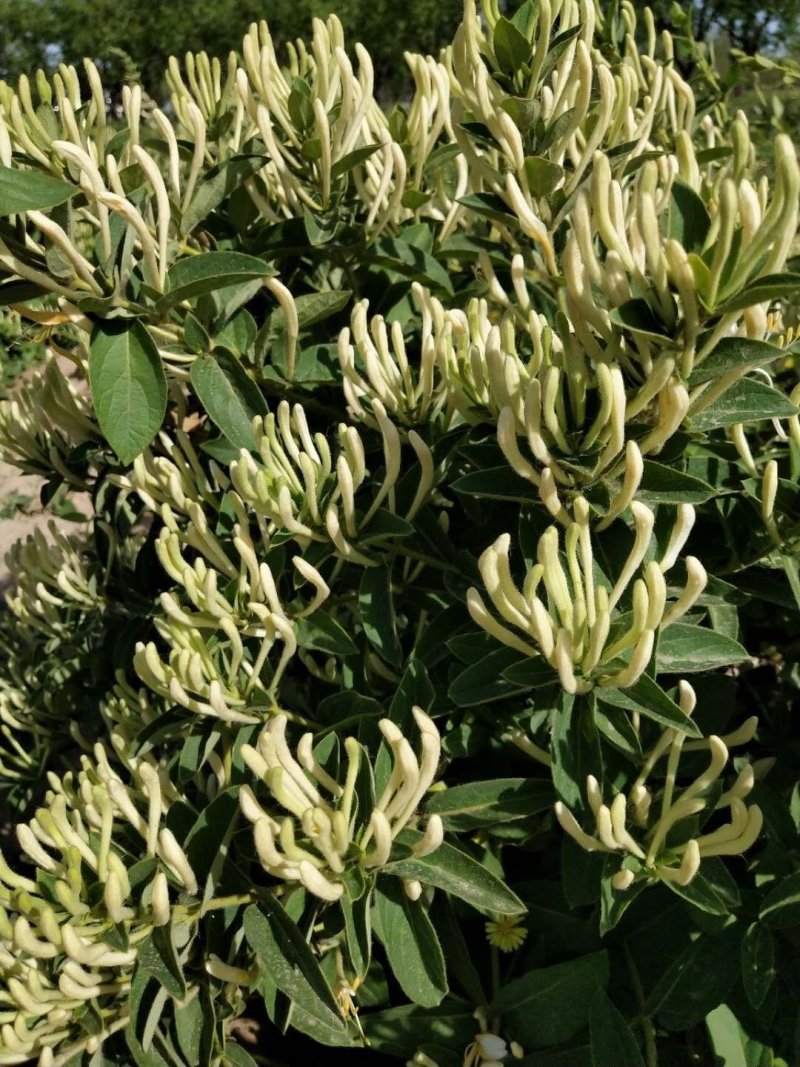 金银花，等级分类，色泽分类