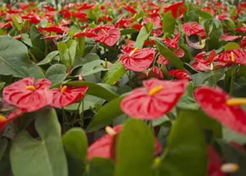 室内花卉红掌粉掌白掌四季开花鸿运当头一帆风顺净化空气盆栽