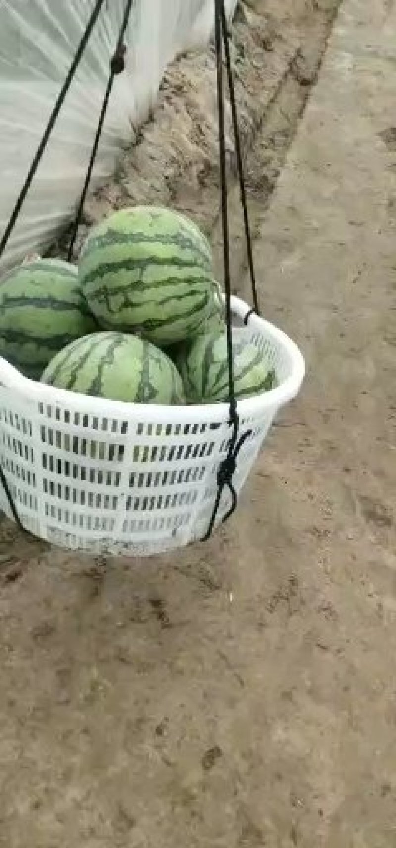 8424西瓜头茬无籽包熟包甜6斤打底产地直发！
