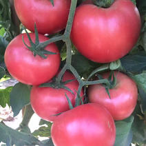 708番茄（大果型水果番茄，风味独特）基地直发，保证质量
