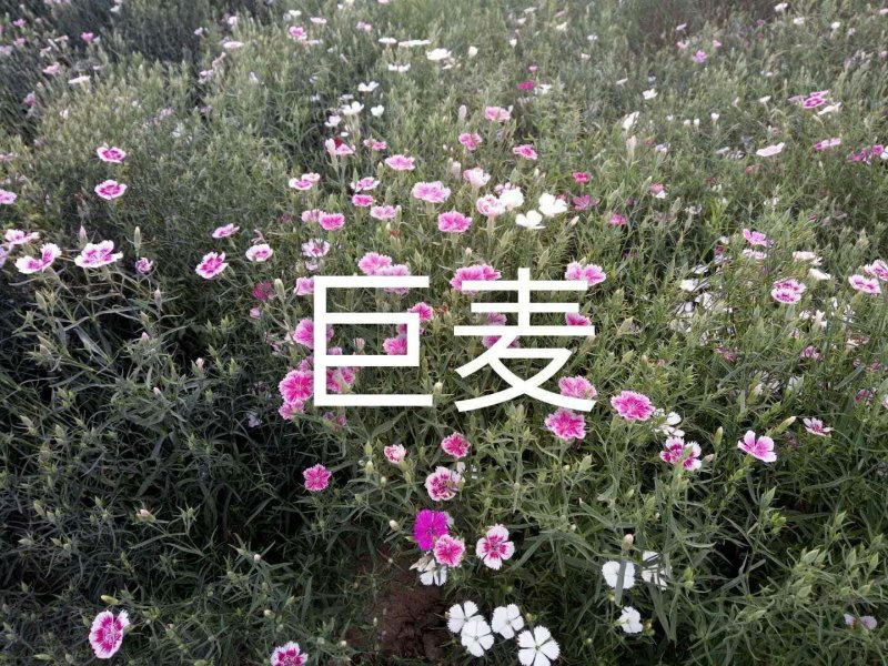 瞿麦种子多年生药材种子五彩石竹可做庭院绿植