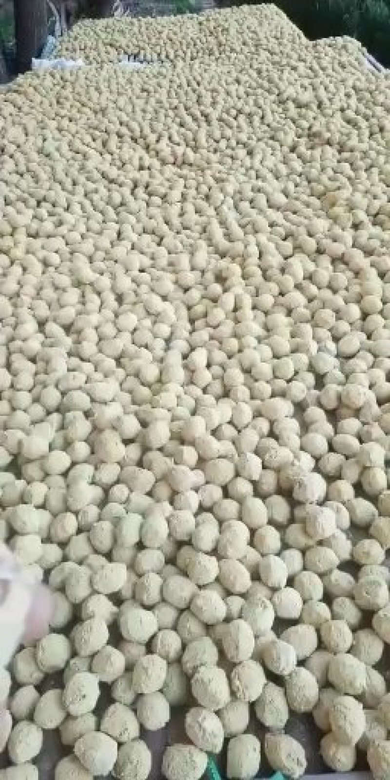 河南变蛋