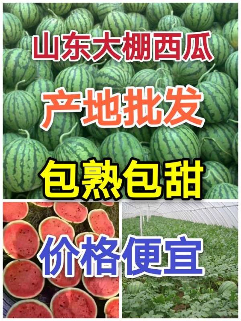 【山东优质甜王西瓜】包熟包甜，保质保量，代发全国